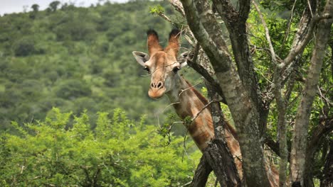 Giraffe-Späht-Hinter-Bäumen-Hervor,-Versteckt-Sich-Dann-Und-Verschwindet