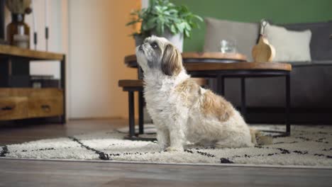 Boomer-dog-sitting-up-in-living-room-to-receive-tasty-treat,-medium-shot