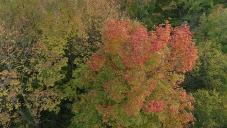 Slow-aerial-turning-shot-around-a-pretty-tree-in-fall-colors-within-other-green-ones