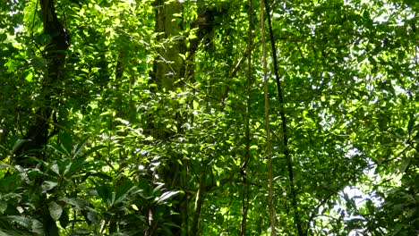 Several-birds-seen-in-between-branches,-vines-and-lianas-in-a-overgrown-forest-in-Costa-Rica,-Central-America