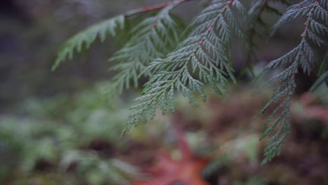 Cedar-leaves-in-the-forest-during-a-fall-trail-hike