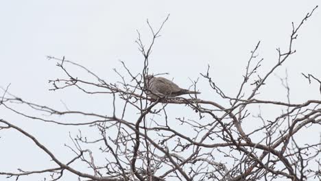 A-ring-neck-dove-on-the-top-of-a-limby-tree-shot-on-a-completely-grey-day-during-winter