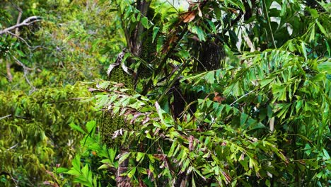 Fischschwanzpalme-Im-Natürlichen-Regenwald-Mit-Grünen-Unreifen-Früchten,-Vietnam