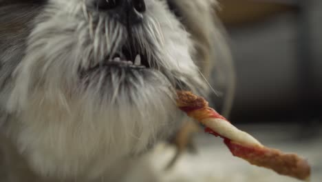 Mixed-breed-Boomer-dog-chewing-on-chew-stick-treat,-face-close-up