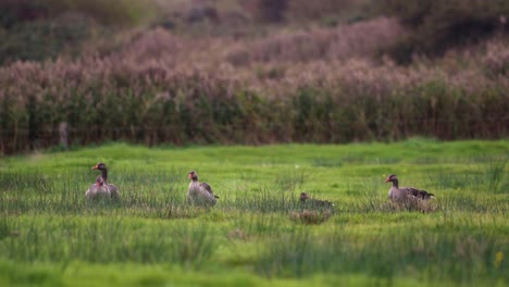 Gaggle-Of-Pilgrim-Geese-Foraging-And-Calmly-Standing-On-The-Grassy-Meadow