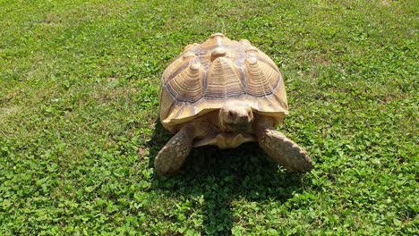 Close-up-of-big-turtle-walking-fast-on-green-lawn