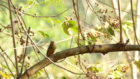 Un-Pájaro-Carpintero-De-Vientre-Rojo-En-La-Reserva-De-La-Selva-Tropical-De-Gamboa,-Panamá,-Plano-General