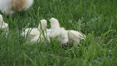 Newborn-Baby-Chicken-Chicks-in-Springtime-Easter-Season---Outdoor-Static