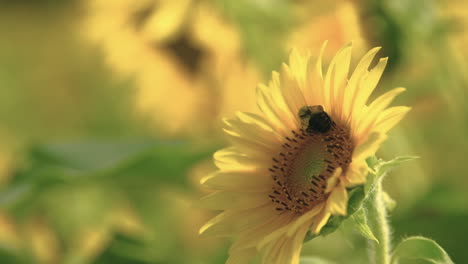 Bumble-Bee-is-pollinating-a-beautiful-sunflower-on-a-hot-summer-day