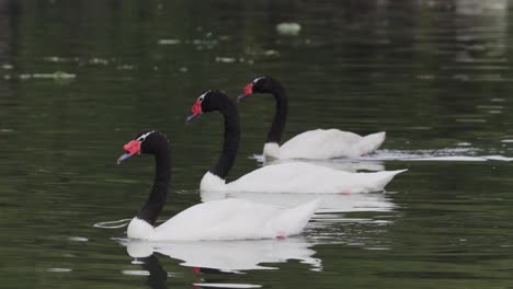 Close-up-of-three-black-necked-swans-swimming-inline-on-a-peaceful-pond