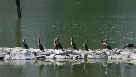 Indian-cormorant-perched-on-rocks-for-sunbathing.-Static