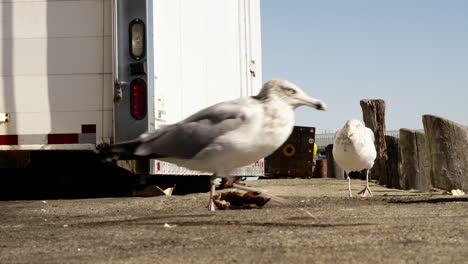 Two-Hungry-Seagulls-Looking-For-Food-In-Portland-Pier,-Portland,-Maine-In-Oregon,-United-States---Low-Level-Shot