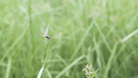 Dragonfly-on-a-piece-of-green-grass-flies-away-and-another-comes-and-lands