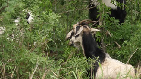 Goats-with-black-and-white-fur-feeding-on-tree-branches,-close-up