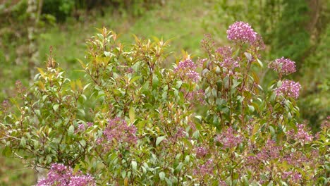 Kolibri-Fliegt-Um-Rosa-Blumen-Herum-Und-Sucht-In-Costa-Rica-Nach-Nektar