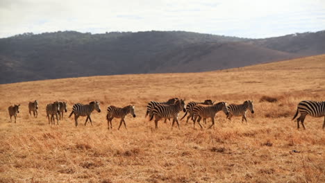 Eine-Gruppe-Zebras-überquert-Den-Serengeti-Nationalpark-In-Tansania