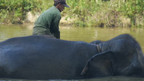 Mahout-Salta-De-Un-Elefante-De-Sumatra-A-Otro-Durante-La-Hora-Del-Baño