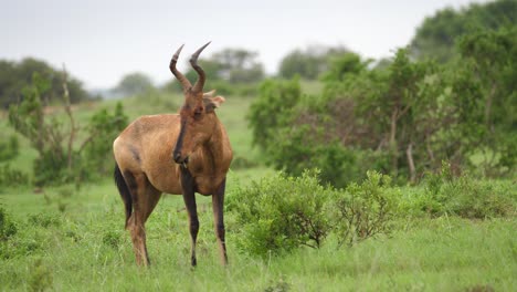 Healthy-Red-Hartebeest-enjoys-peaceful-meal-of-wet-green-African-grass
