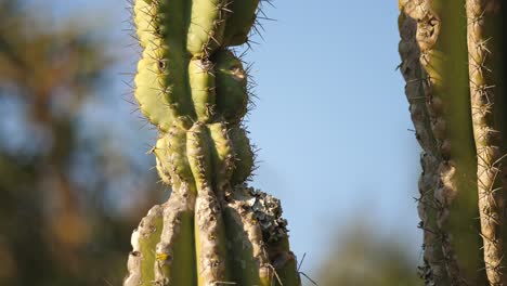 Hohe-Kaktuspflanze-In-Afrika-An-Sonnigen-Tagen