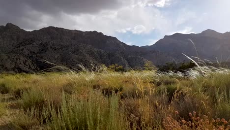Una-Suave-Brisa-Agita-El-Campo-De-Flores-Verdes-Secas-En-La-Naturaleza-En-Un-Día-Con-Cielo-Nublado