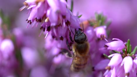 Honey-Bee-collecting-pollen-on-pink-bell-flower