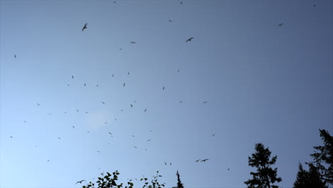 Ein-Vogelschwarm,-Der-über-Einige-Baumwipfel-Fliegt,-Mit-Einem-Klaren-Blauen-Himmel-Im-Hintergrund