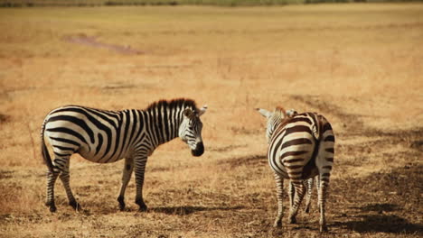 Dos-Cebras-De-Pie-En-Sabana-Serengeti-Tanzania