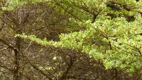 Grüner-Dornenschwanz-Fliegt-Um-Einen-Baum-Herum-Und-Sucht-Nach-Nahrung