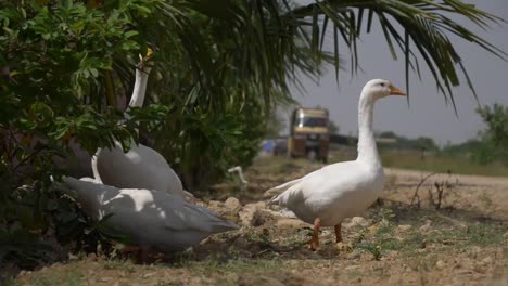 Group-Of-Common-Ducks-Standing-Near-Roadside-In-The-Shade
