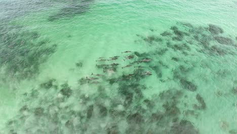 Delphine-Spielen-Im-Wasser-In-Der-Nähe-Eines-Felsigen-Strandes-In-Südaustralien