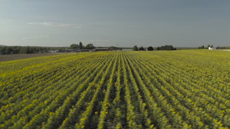 Rows-of-Sunflowers-stretching-across-field,-Aerial-track-right-to-left