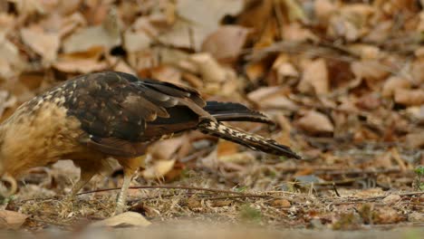 Armer-Caracara-Vogel,-Der-Mit-Verdrehtem-Und-überwuchertem-Schnabel-Ums-Überleben-Kämpft