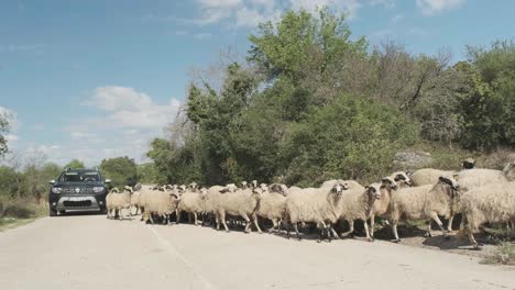 Traditional-sheep-farming-in-Croatian-Dalmatia-and-rural-tourism