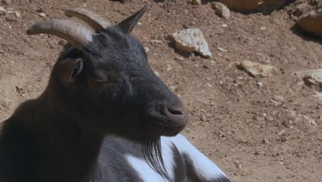 Cute-goat-with-horns-and-beard-relaxing-outdoors-in-sunlight-on-stony-ground---close-up