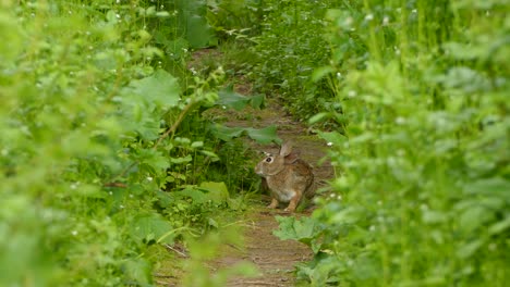 Rabbit-sitting-scratching-and-jumping-around-on-a-foothpath-between-the-grass-on-a-cloudy-spring-day