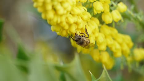 Nahaufnahme-Einer-Biene,-Die-Einen-Mahonia-X-Media-Hybridstrauch-Bestäubt