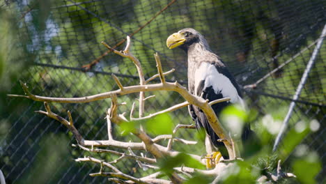 Close-view-of-Steller’s-sea-eagle-sitting-on-branch-by-net-at-zoo