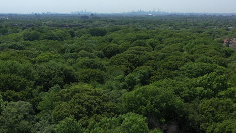 An-aerial-view-above-green-tree-tops-in-a-park-on-a-sunny-day
