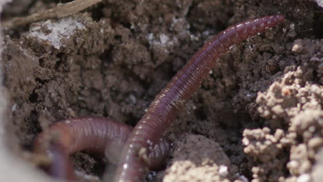 AGRICULTURE---Earthworm-moving-in-topsoil,-close-up-shot