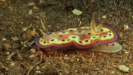 An-egg-nudibranch-lifting-it's-skirt-while-gliding-over-the-sandy-ocean-floor
