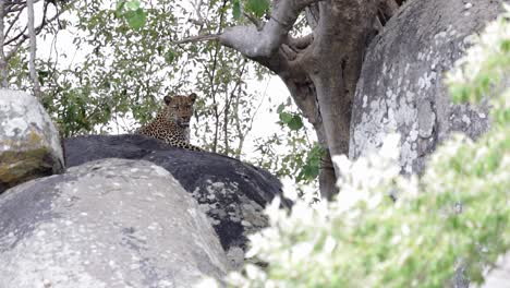 Resting-Leopard-enjoys-commanding-view-from-atop-large-African-boulder