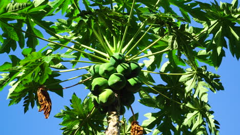 Low-angle-static-shot-of-papaya-plant-and-unripe-fruits