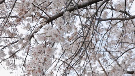 Die-Kirschblüte-In-Kyoto