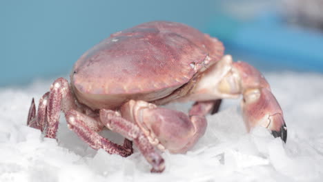 Lebende-Krabben-Krabbeln-Auf-Eis-Mit-Blauem-Hintergrund