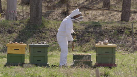 BEEKEEPING---Beekeeper-removing-a-frame-for-inspection-in-an-apiary,-wide-shot