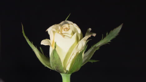 Zartes-Weiß-Mit-Einem-Hauch-Rosa-Blühender-Rose-Auf-Schwarzem-Hintergrund,-Seitenansicht