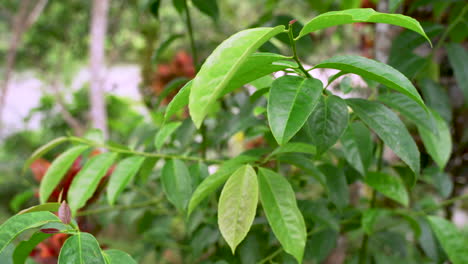 Helle-Beleuchtung-Guayusa-Grünpflanze-An-Sonnigen-Tagen-Im-Wilden-Regenwald-Südamerikas