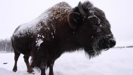 bison-wide-angle-closeup-in-the-winter