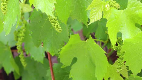 Grape-flower-buds-in-spring-ready-to-bring-a-bounty-of-wine-in-the-fall
