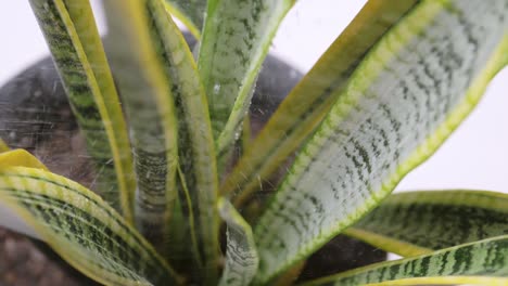 Potted-sansevieria-plant-being-watered-with-a-spray-bottle